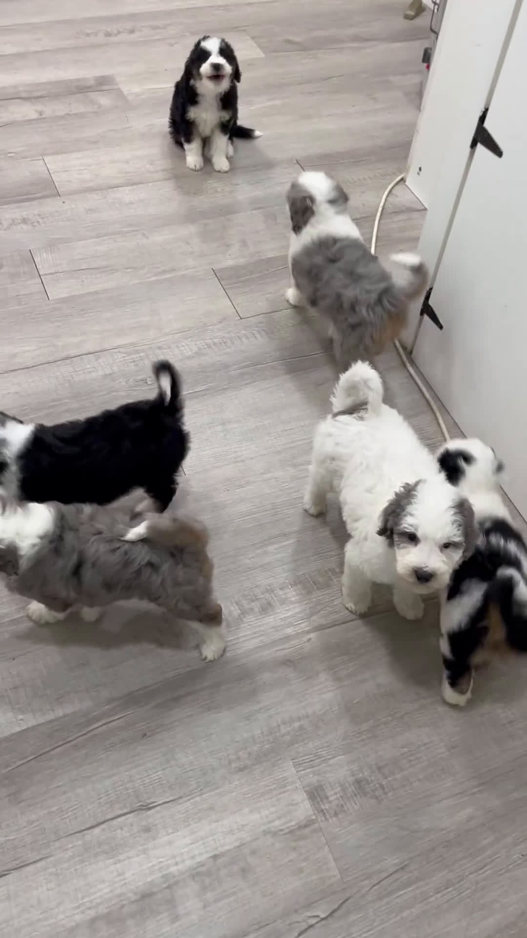 Mini Sheepadoodle dogs for sale: Clarabelle - Video 1