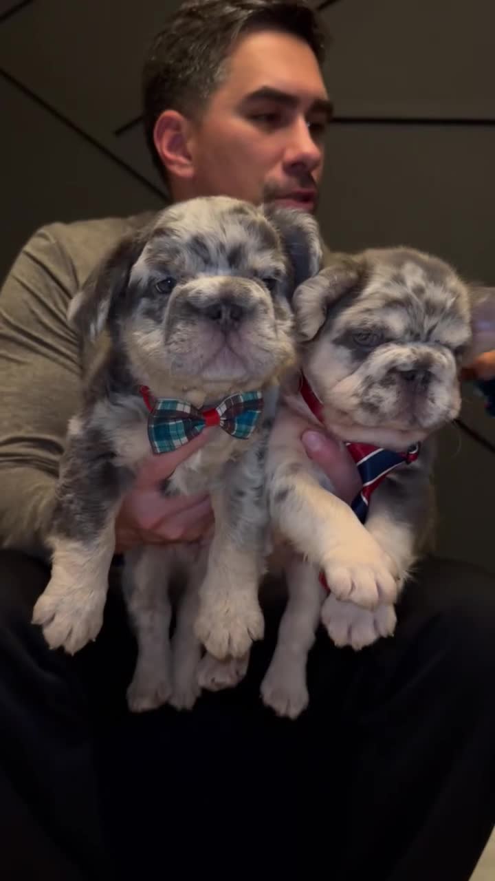 French Bulldog dogs for sale: Voilet - Video 3