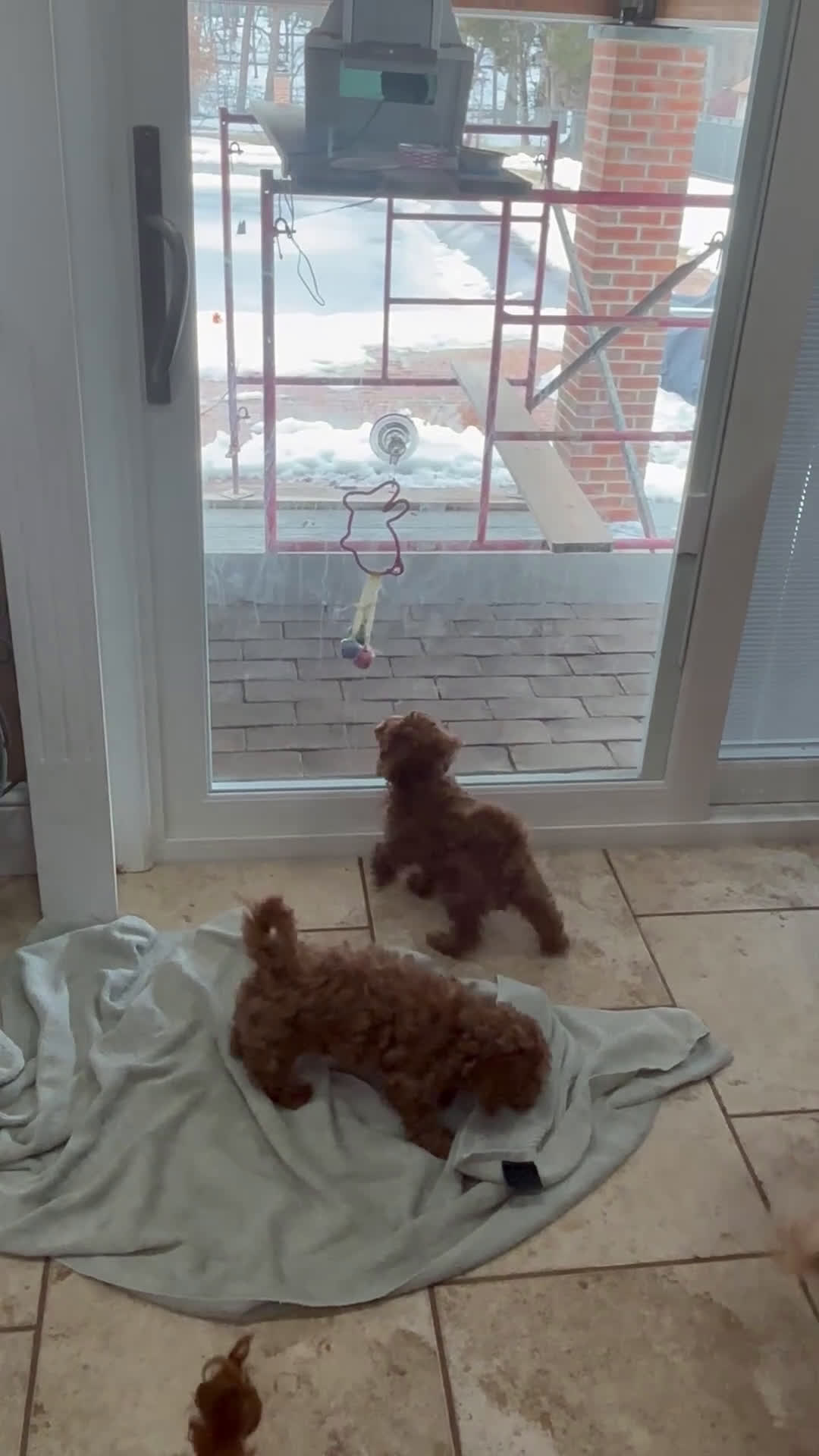 Toy Poodle dogs for sale: Toy Poodle Puppy 2 - Video 1