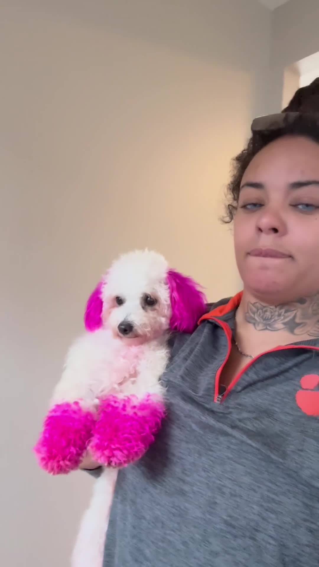 Maltipoo dogs for sale: Maltipoo Puppy 1 - Video 1