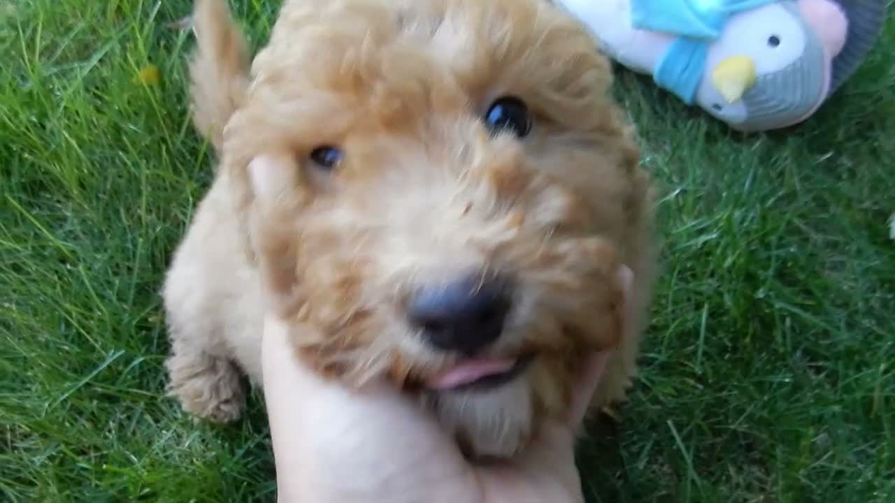 Mini Goldendoodle dogs for sale: Sammy - Video 1