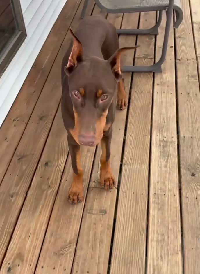 Doberman Pinscher dogs for sale: Diesel - Video 1
