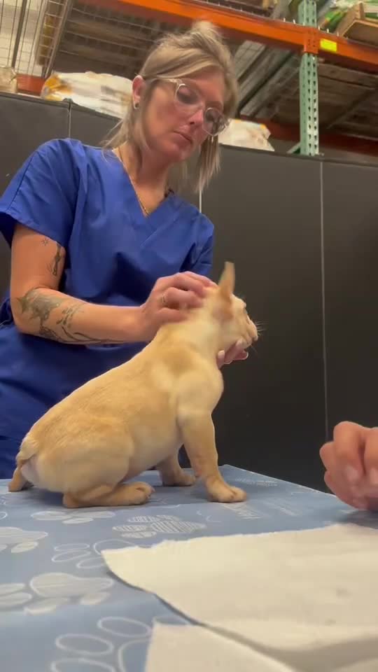 French Bulldog dogs for sale: Columbia (White Boy) - Video 1