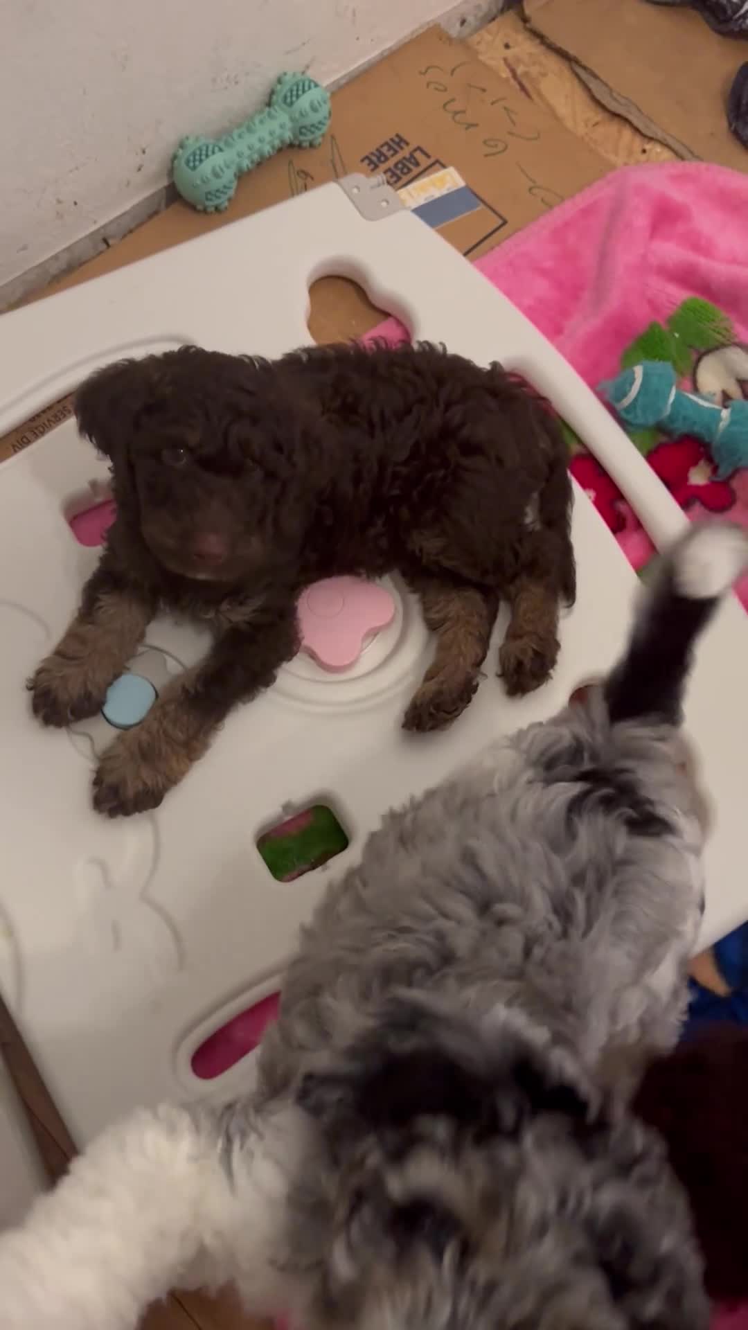 Bernedoodle dogs for sale: Duke - Video 1