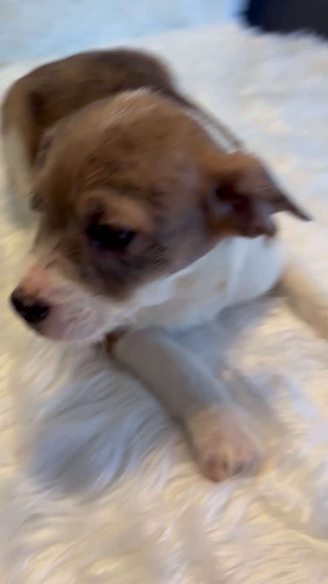 Mixed Breed dogs for sale: Mixed Breed Puppy 1 - Video 1