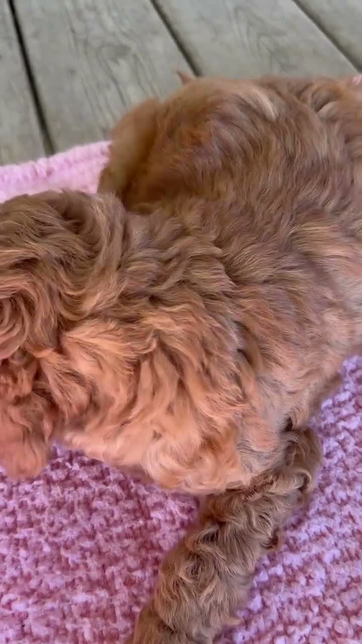 Mini Goldendoodle dogs for sale: Fern - Video 1