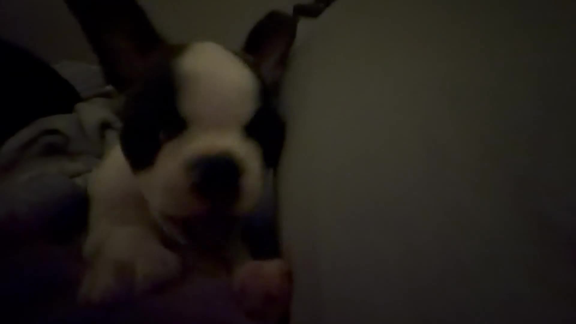 Boston Terrier dogs for sale: Jesse  - Video 1