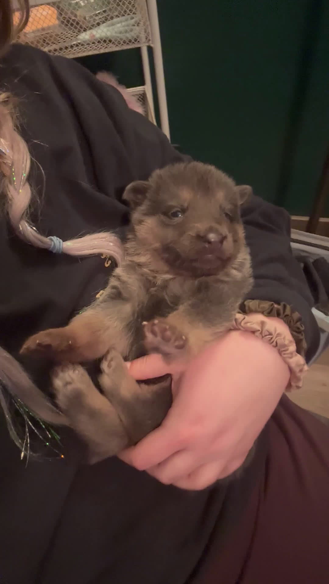 German Shepherd dogs for sale: German Shepherd Puppy 1 - Video 1