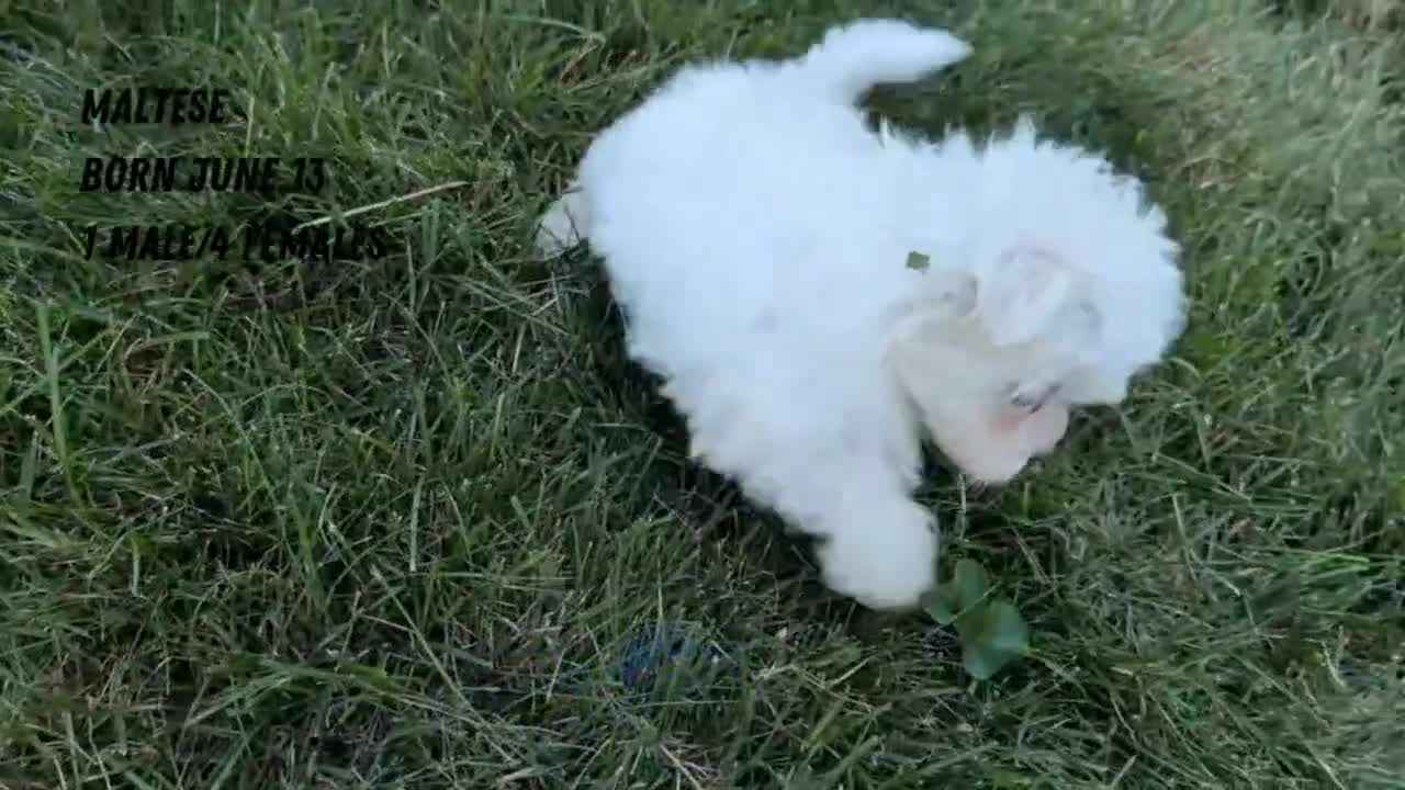 Maltese dogs for sale: Tulip - Video 3