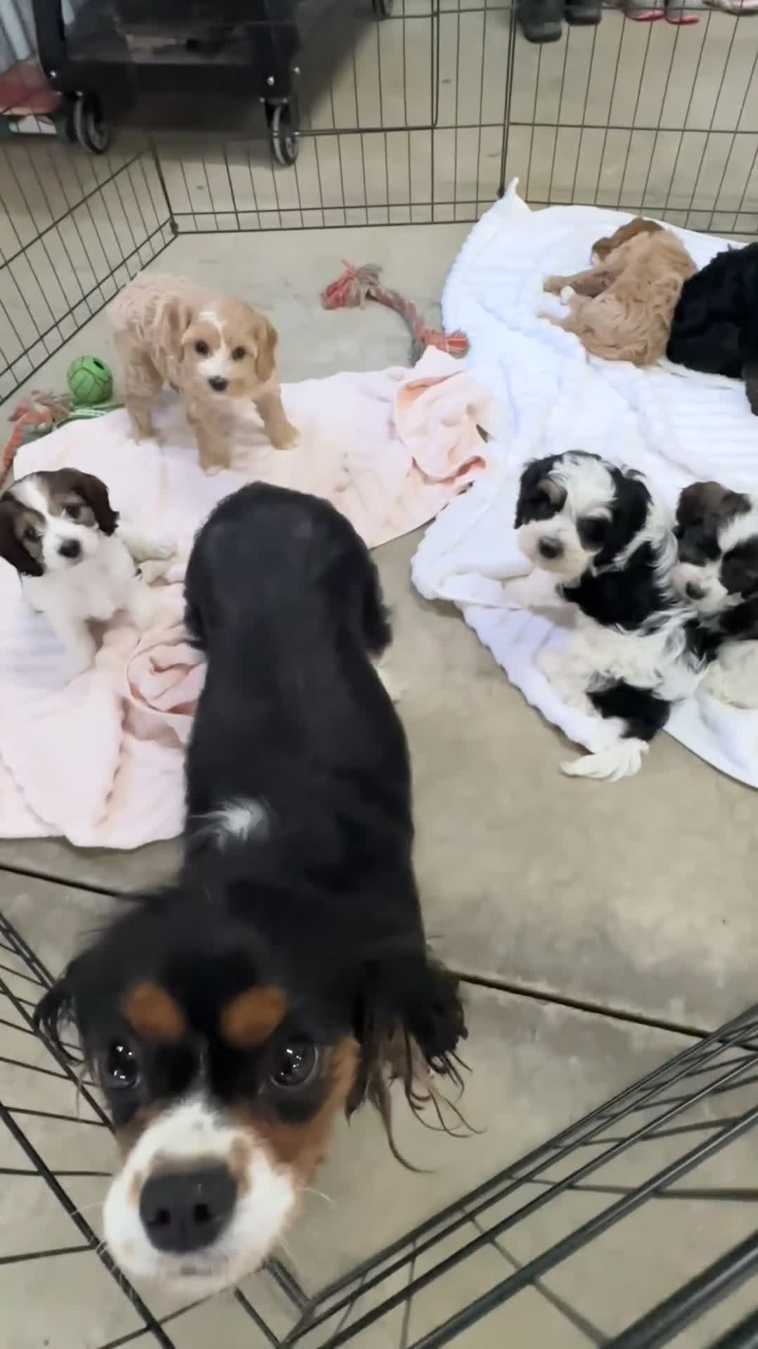 Cavapoo dogs for sale: Spotty - Video 1