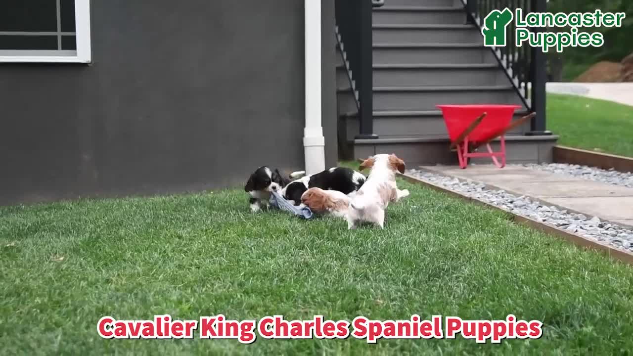 Cavalier King Charles Spaniel dogs for sale: Scotty - Video 1