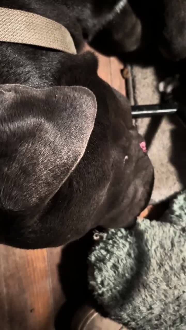 Cane Corso dogs for sale: Green aka Hulk - Video 1