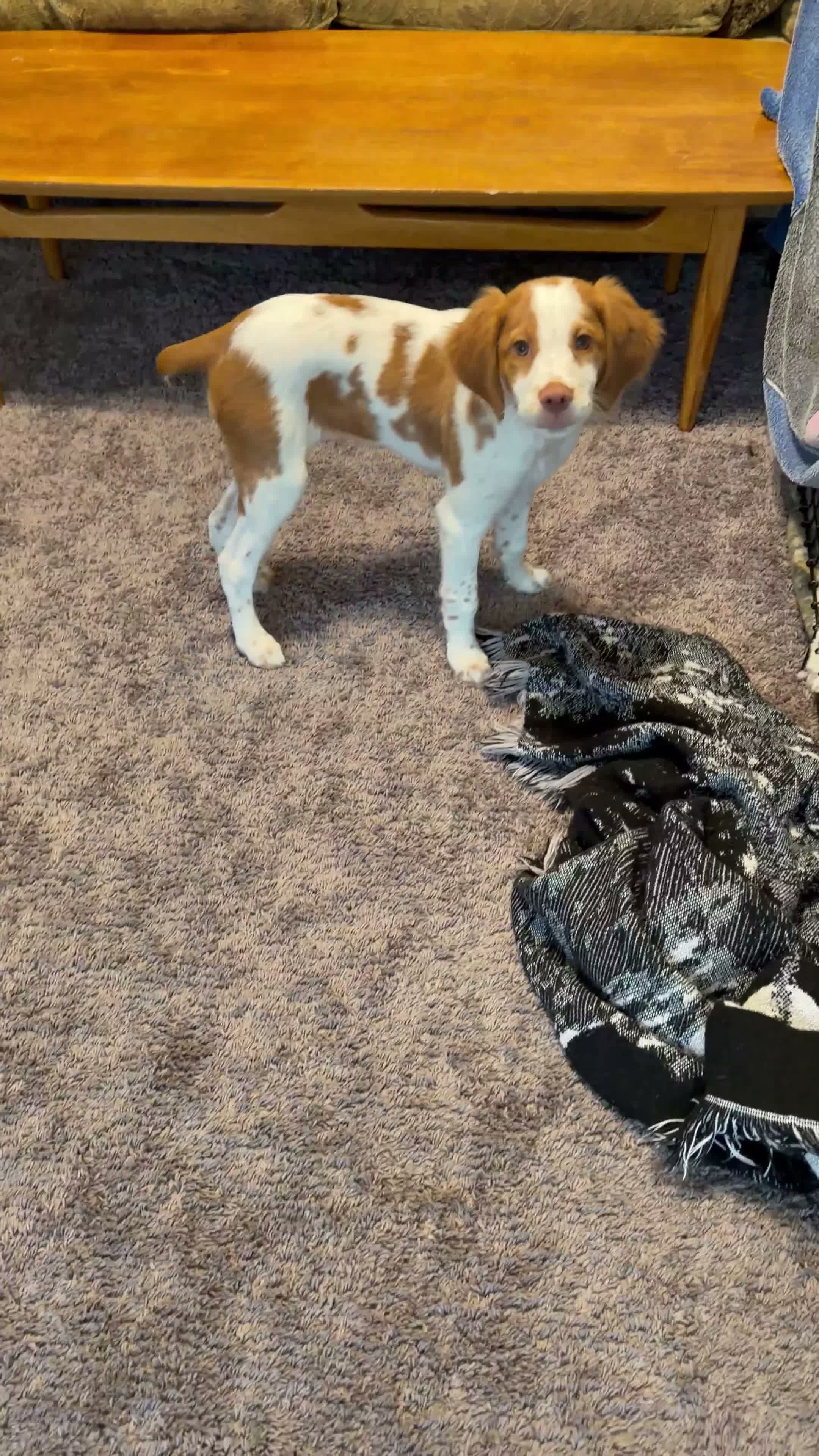 Brittany Spaniel dogs for sale: Xena  - Video 1