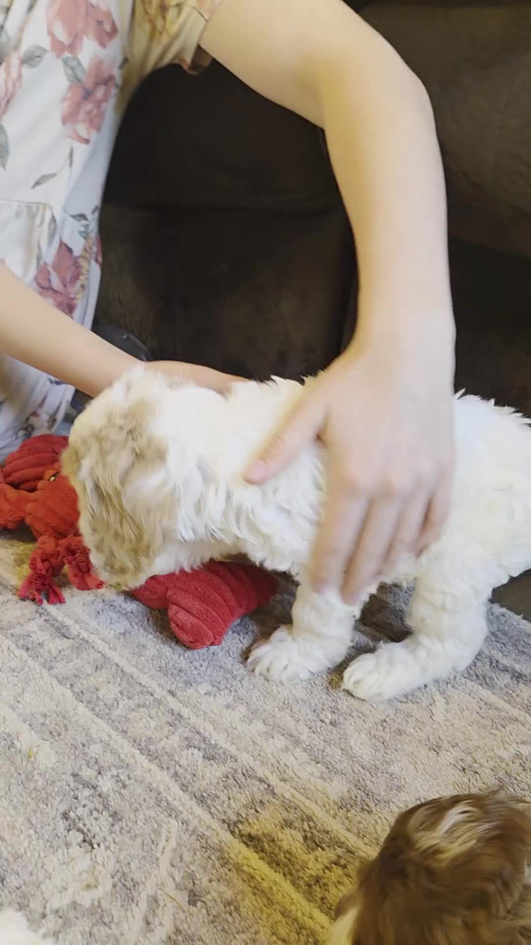 Cockapoo dogs for sale: Char - Video 1