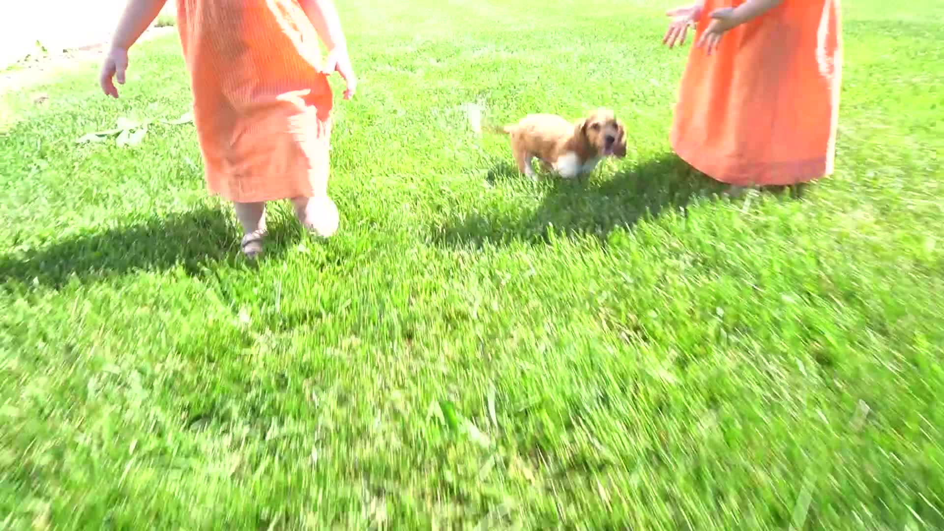 Miniature Dachshund dogs for sale: Benny - Video 1