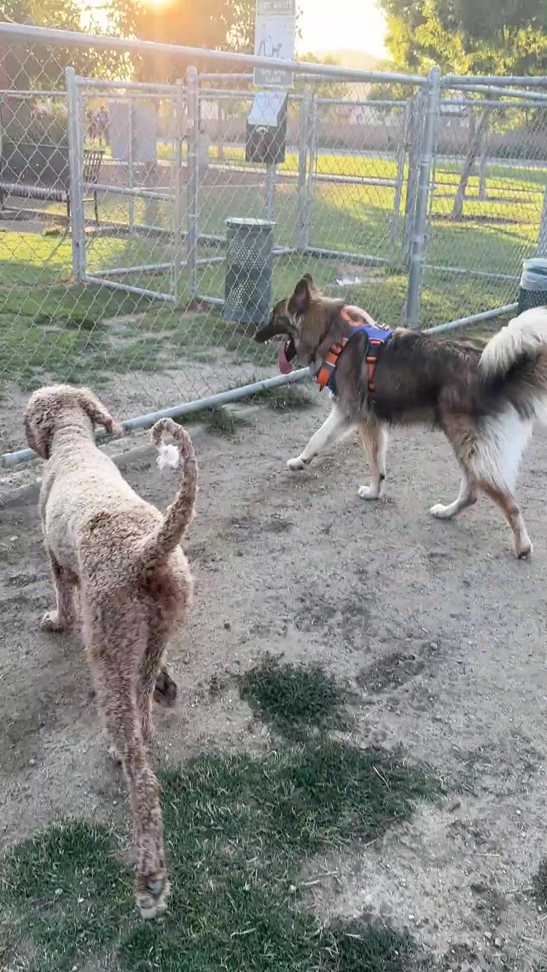Standard Poodle dogs for sale: Duke - Video 3