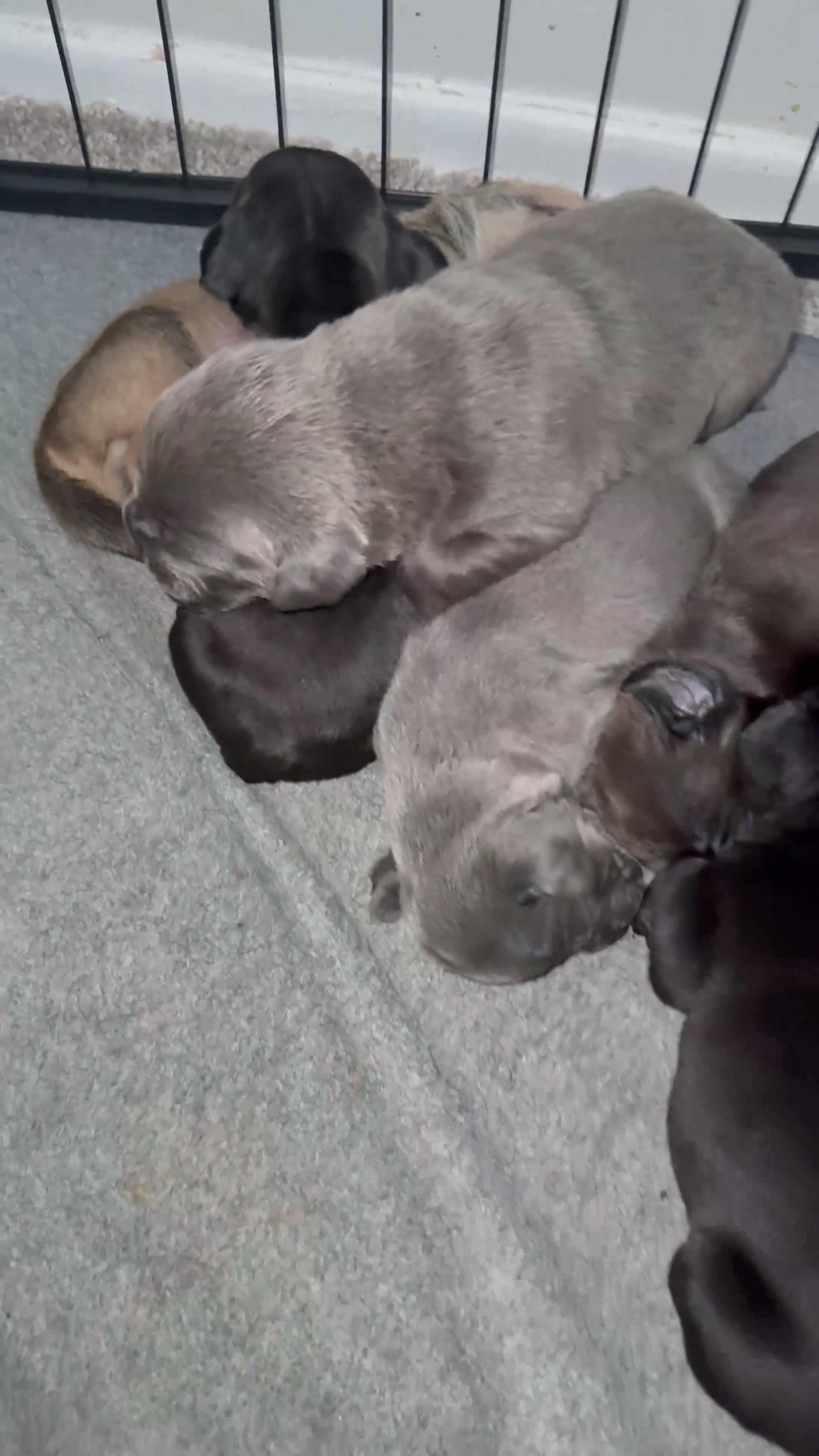 Cane Corso dogs for sale: Bear - Video 1