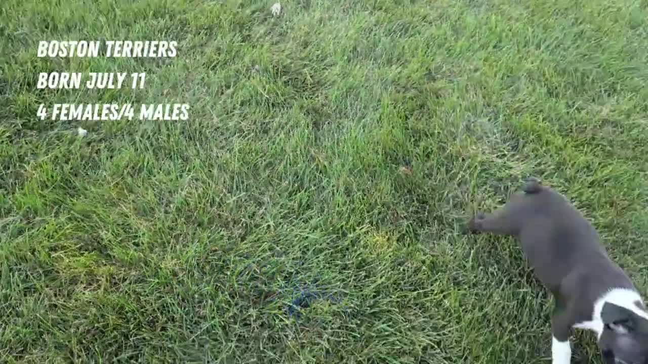 Boston Terrier dogs for sale: Tripp - Video 2