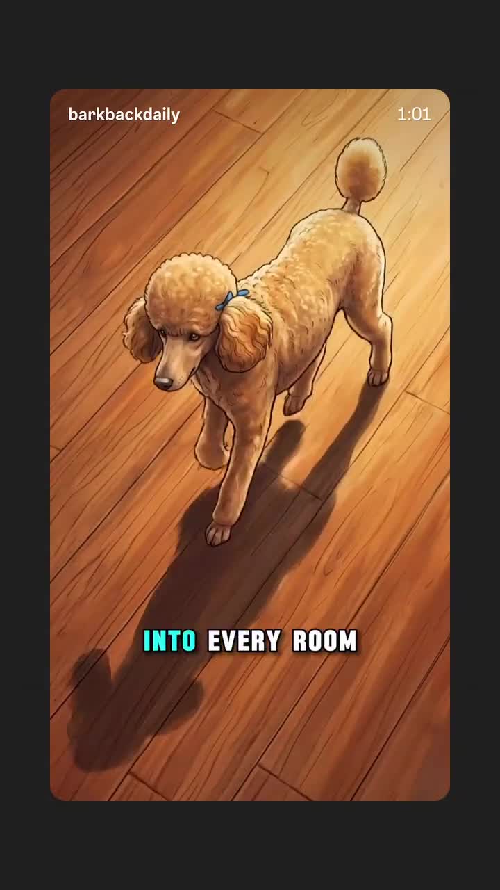 Standard Poodle dogs for sale: Standard Poodle Puppy 7 - Video 2