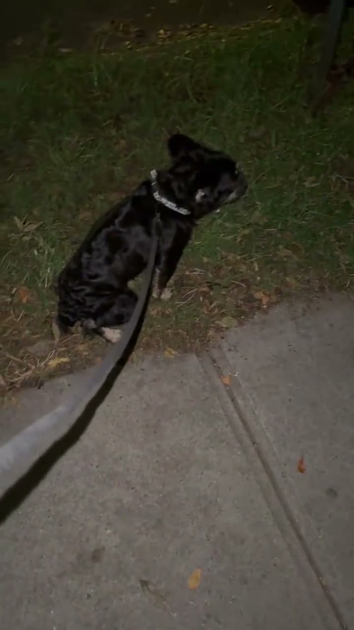 French Bulldog dogs for sale: French Bulldog 3 - Video 2