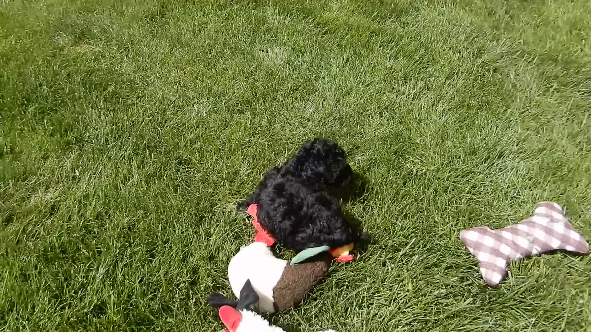 Sheepadoodle dogs for sale: Addi-MEDIUM - Video 1