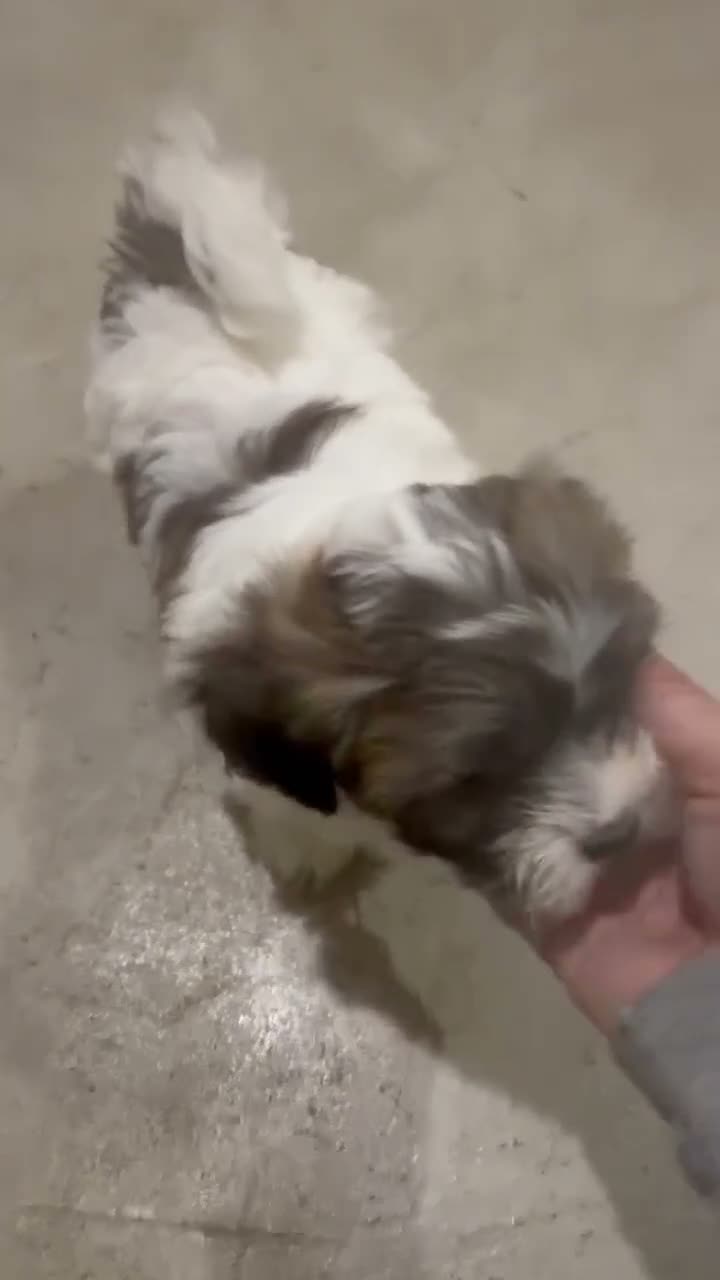 Teddy Bear dogs for sale: Nico  - Video 1