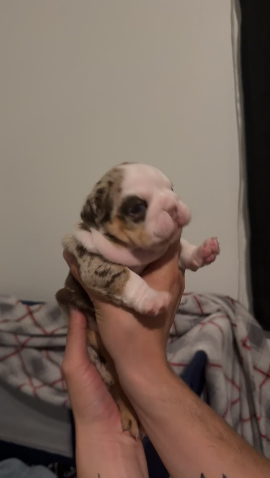 English Bulldog dogs for sale: Female Merle Chocolate Tri - Video 1