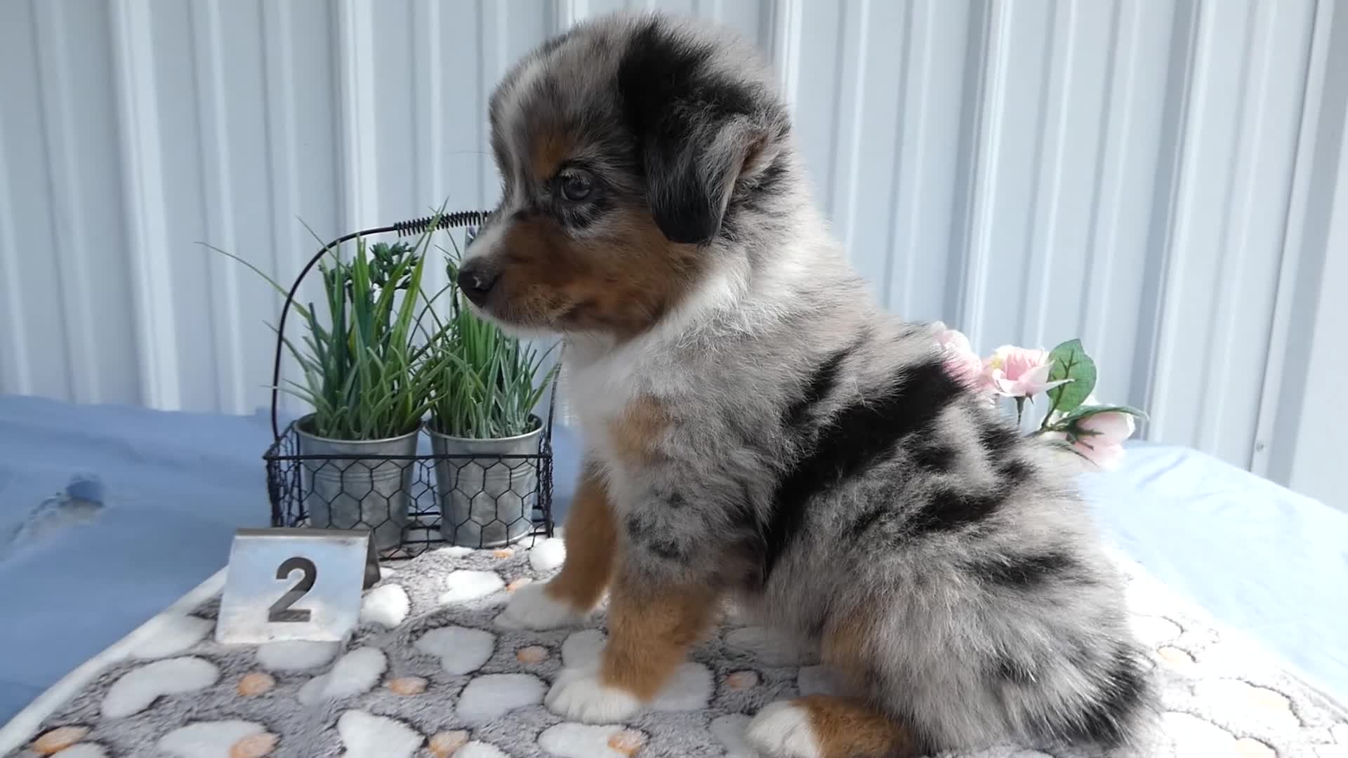 Miniature Australian Shepherd dogs for sale: Miniature Australian Shepherd 2 Ross - Video 1