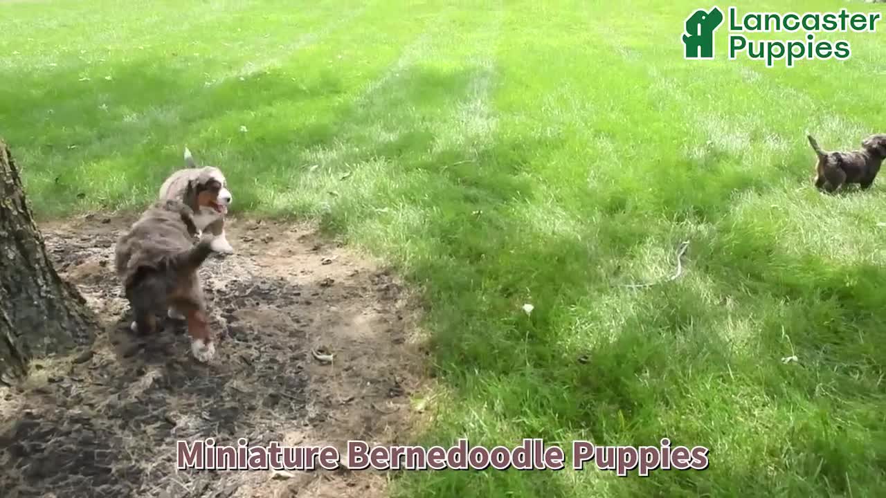 Mini Bernedoodle dogs for sale: Marley - Video 1