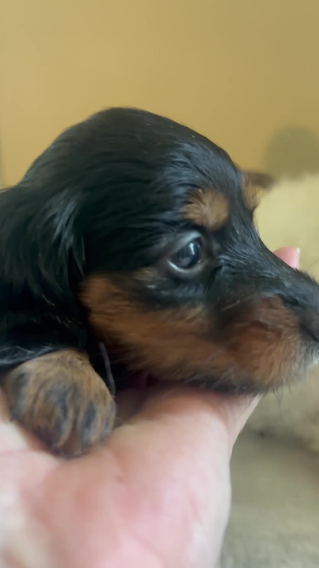 Dachshund dogs for sale: Fritz-Long Hair - Video 1