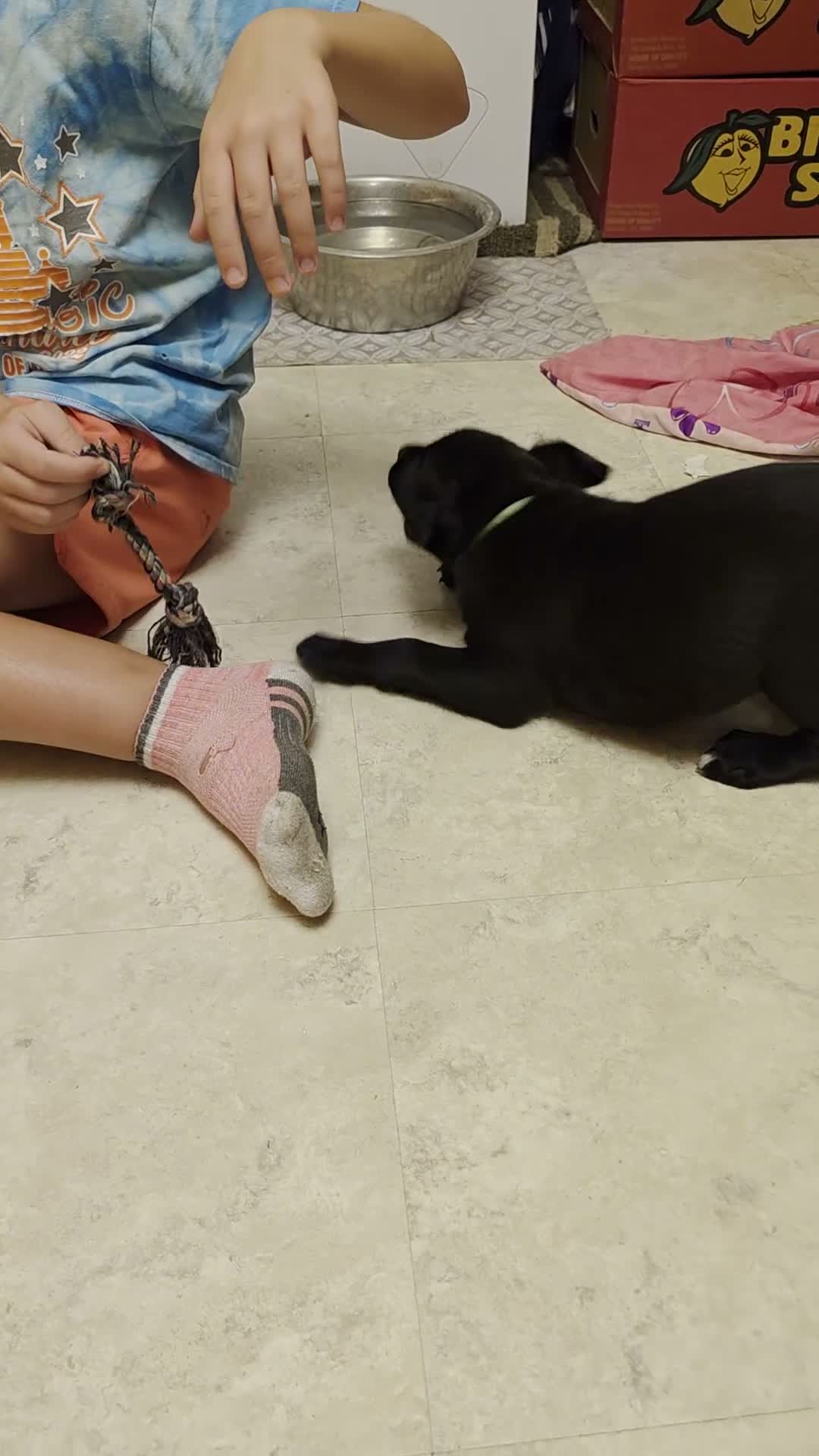 Boxer dogs for sale: Ziggy - Video 1