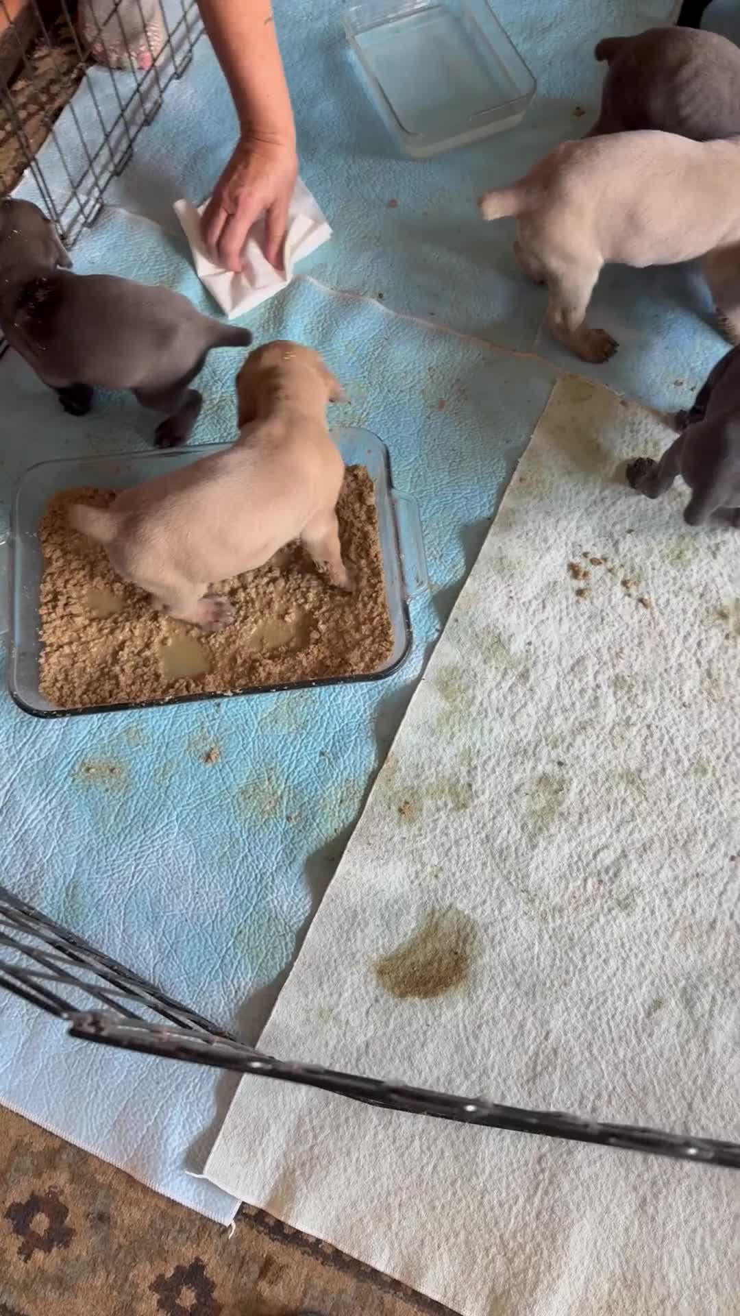 Cane Corso dogs for sale: Sassy - Video 1