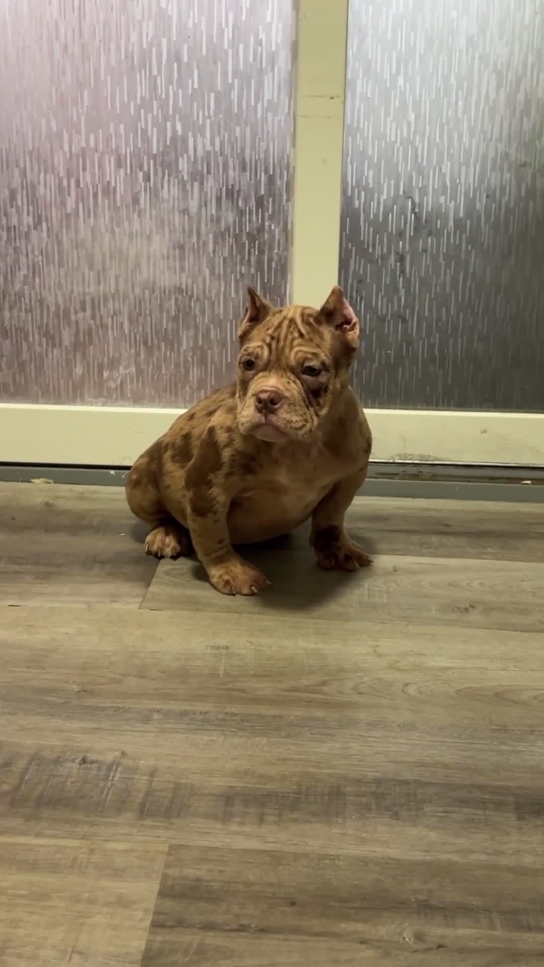 American Bully dogs for sale: American Bully Puppy 1 - Video 3