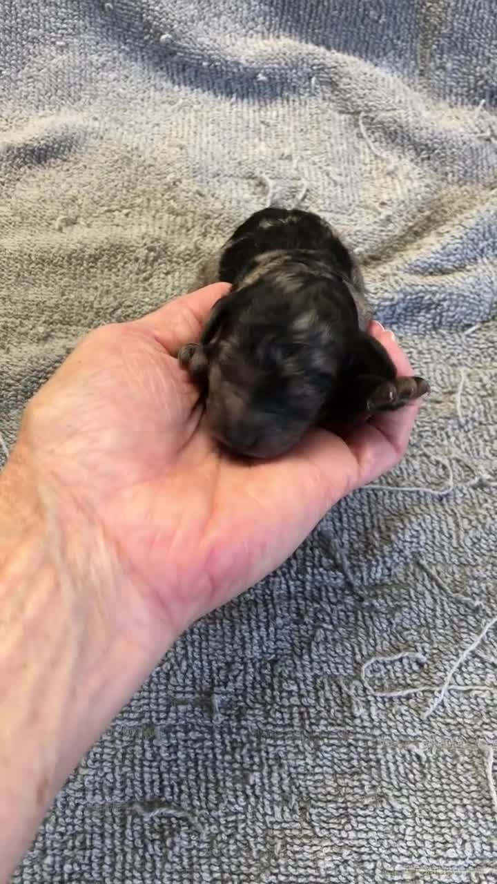 Toy Poodle dogs for sale: Milo - Video 1