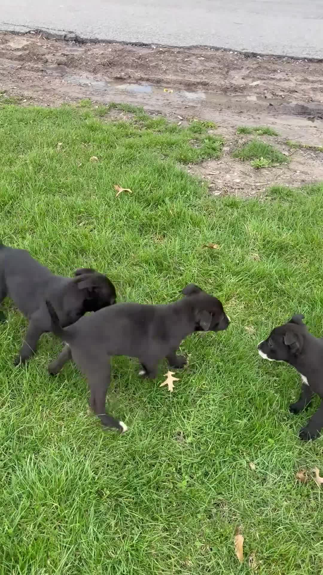 Mixed Breed dogs for sale: Mixed Breed Puppy 2 - Video 1