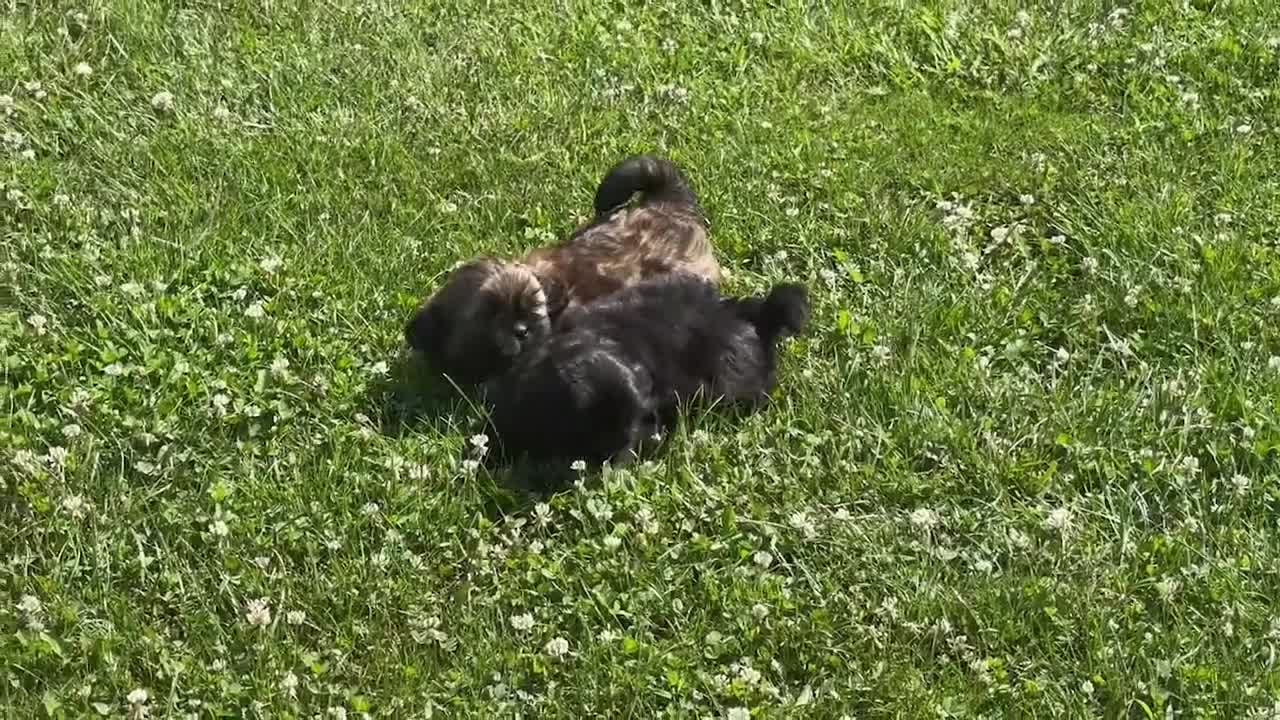 Shih Tzu dogs for sale: Reno - Video 1