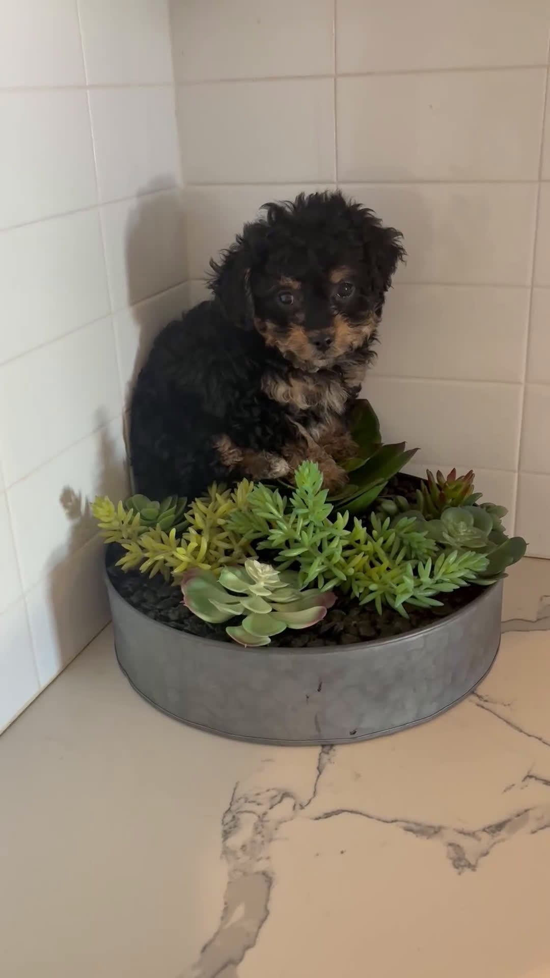 Cavapoo dogs for sale: Charlie - Video 1