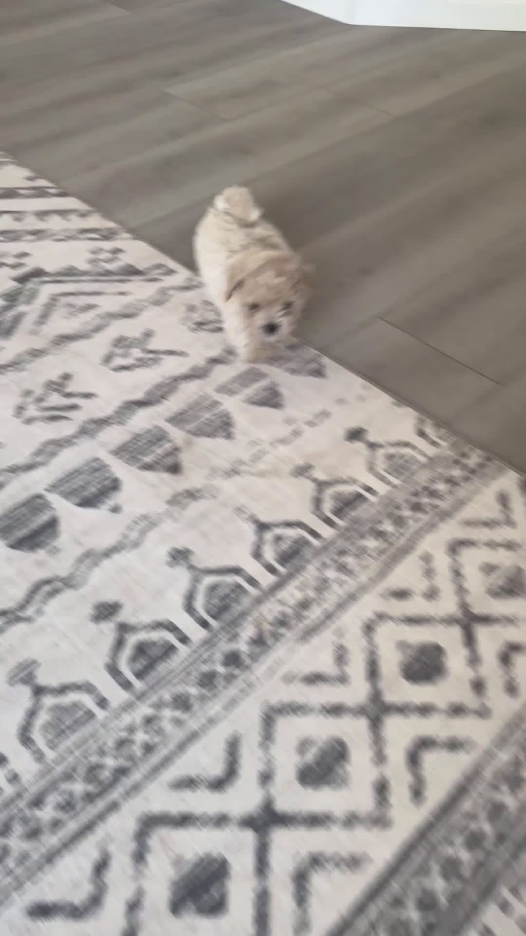 Toy Poodle dogs for sale: Bear - Video 1