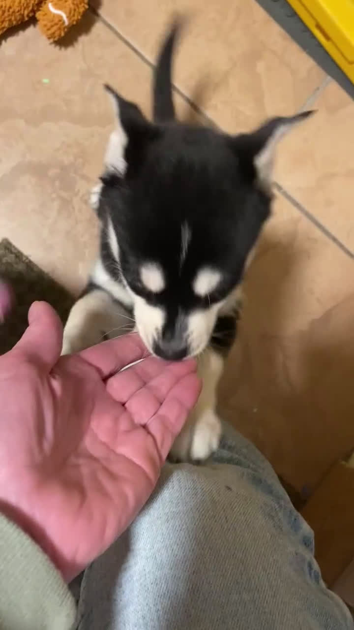 Pomsky dogs for sale: Bree  - Video 3