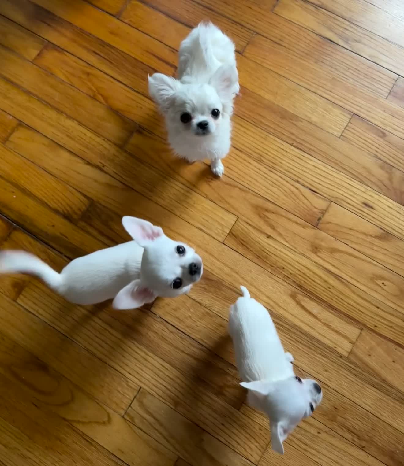 Chihuahua dogs for sale:  Puppy 1 - Video 1