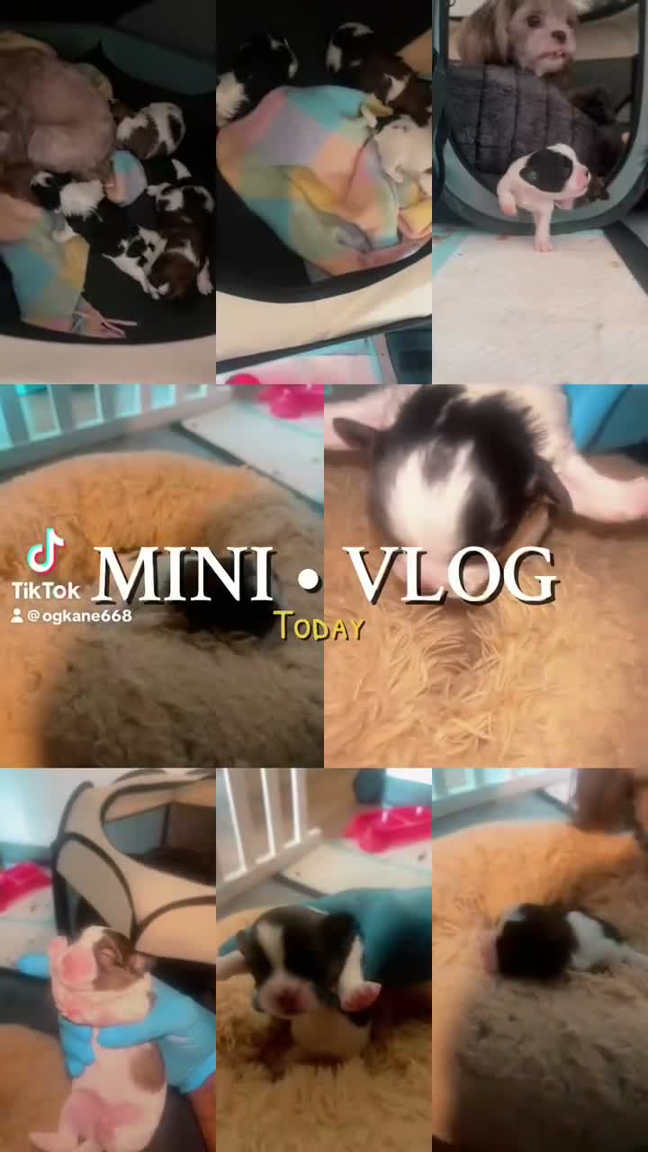 Mixed Breed dogs for sale: Manchester- Shih Pom - Video 4