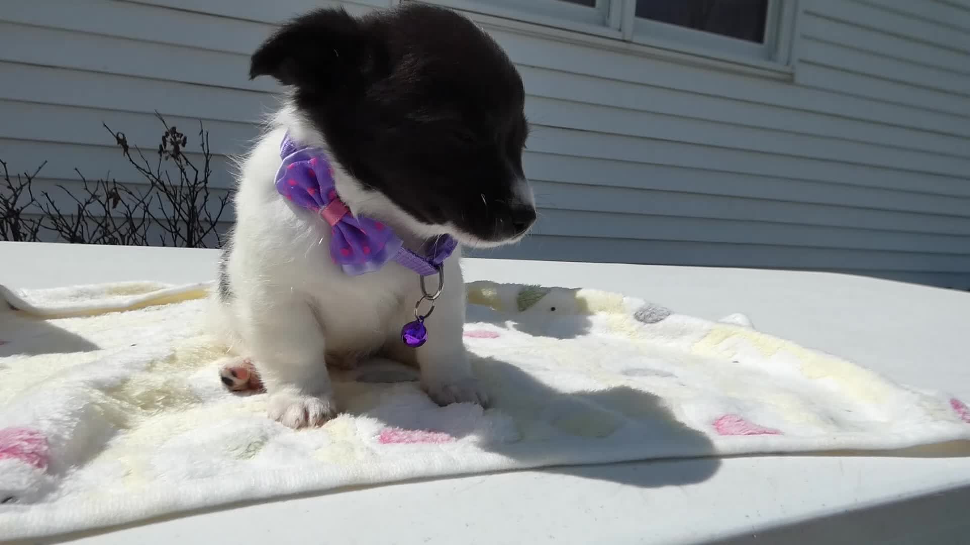 Jack Russell Terrier dogs for sale: Jack Russell Terrier Puppy 1 Scobby - Video 1