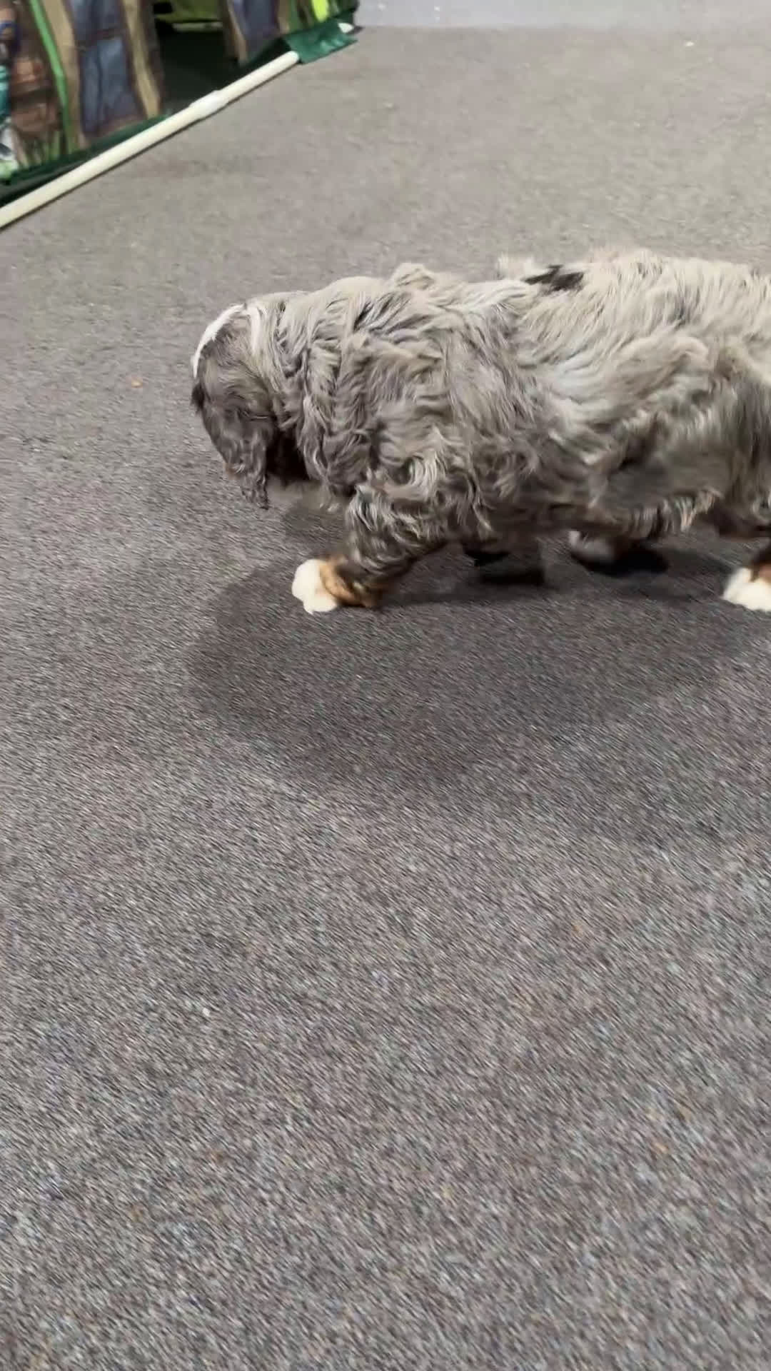 Mixed Breed dogs for sale: Reggie - Video 1