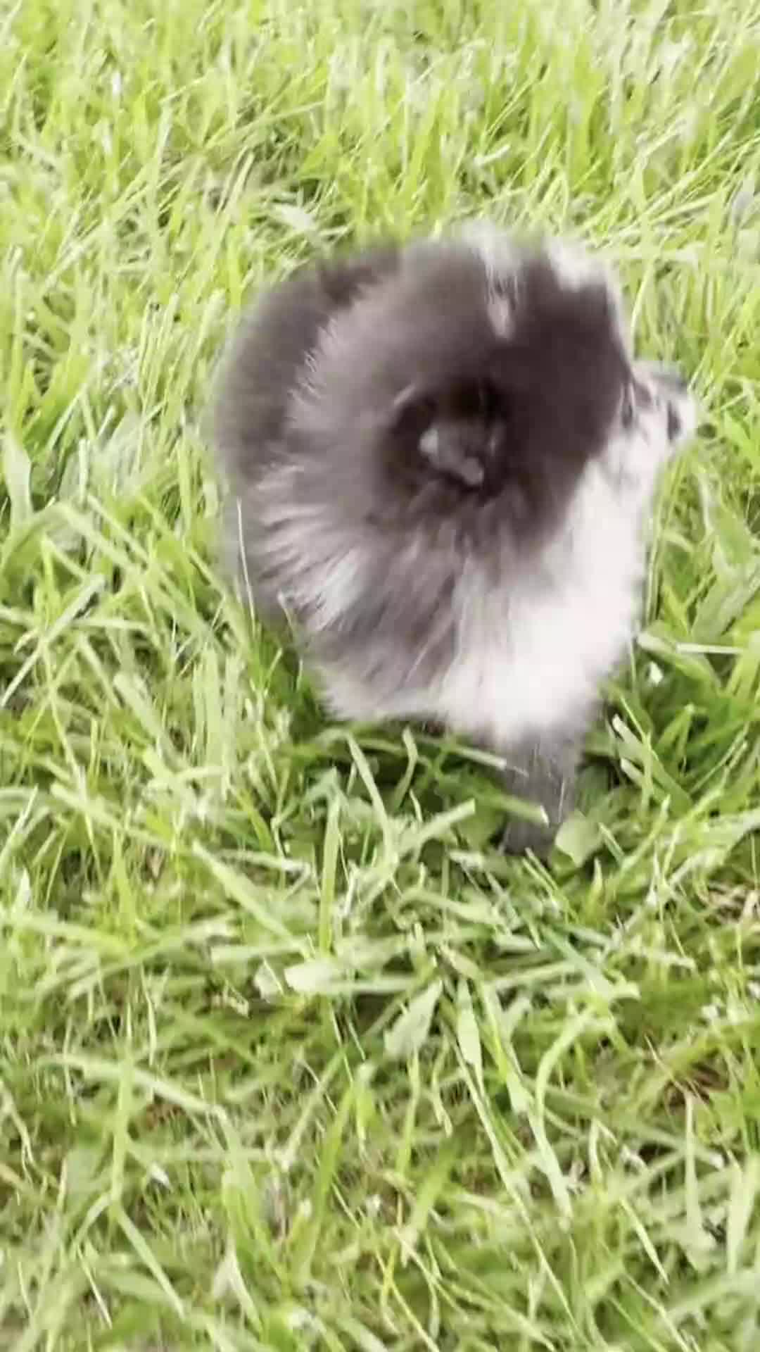 Pomeranian dogs for sale: Lucy AKC - Video 1
