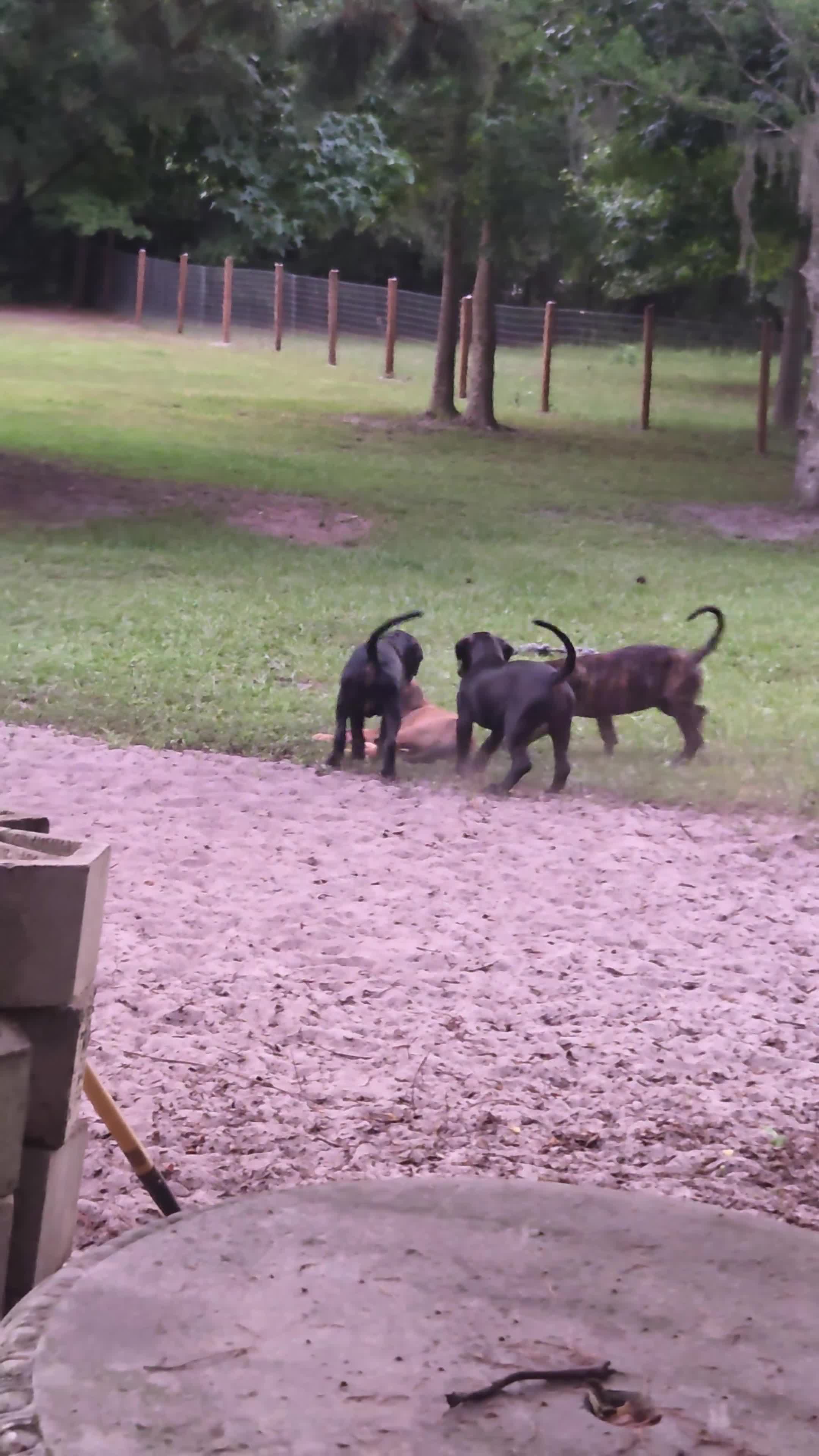 Cane Corso dogs for sale: Cane Corso 4 - Video 2