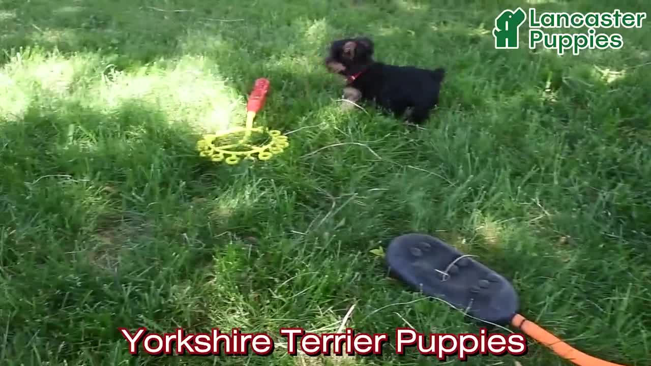 Yorkshire Terrier dogs for sale: Eenie - Video 1