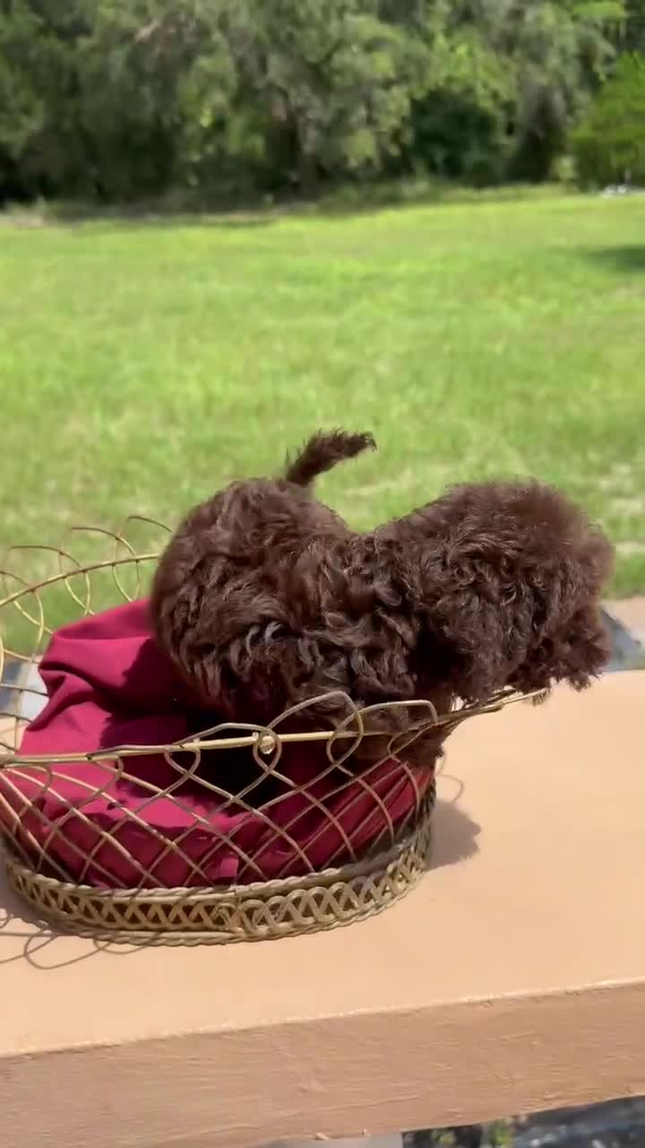 Miniature Labradoodle dogs for sale: Sophie - Video 1
