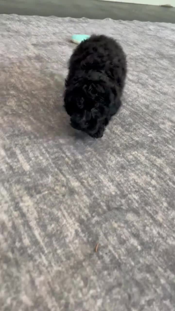 Standard Poodle dogs for sale: Frosty - Video 1