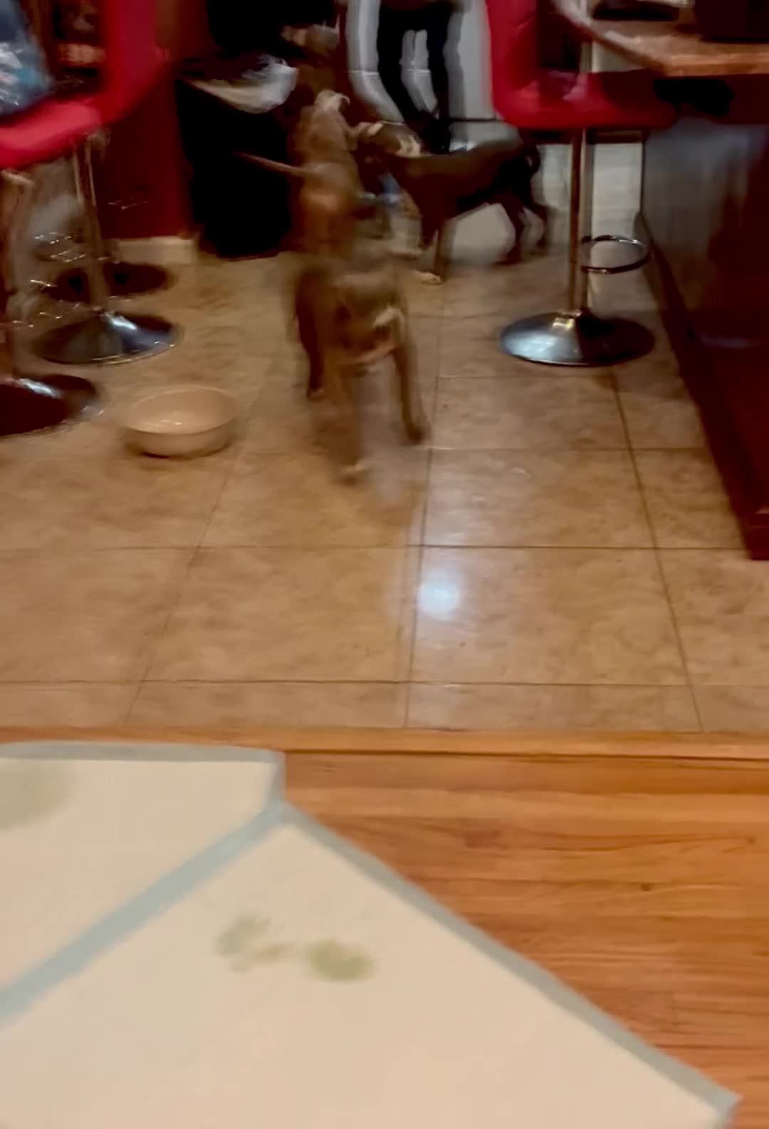 American Bully dogs for sale: Phantom  - Video 5
