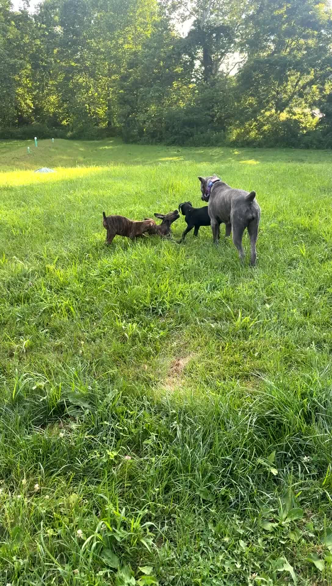 Mixed Breed dogs for sale: purple - Video 2